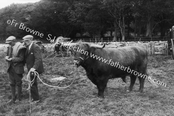 HIGHLAND CATTLE : PRIZEWINNER AT SHOW